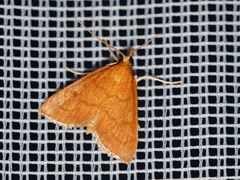 Anania testacealis