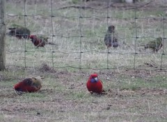 Platycercus elegans melanopterus