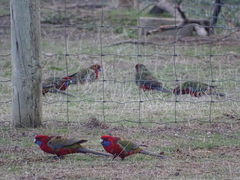 Platycercus elegans melanopterus