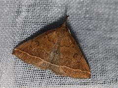 Zanclognatha zelleralis