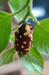 Clinteria klugi rufipennis