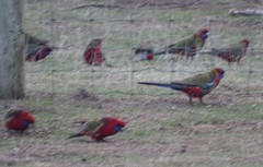 Platycercus elegans melanopterus