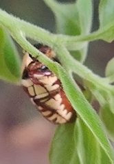 Clinteria klugi rufipennis