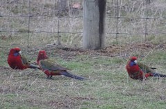 Platycercus elegans melanopterus