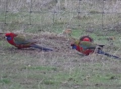 Platycercus elegans melanopterus