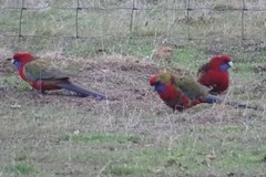 Platycercus elegans melanopterus