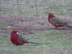Platycercus elegans melanopterus