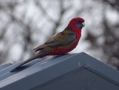 Platycercus elegans melanopterus