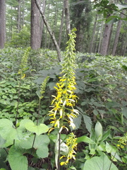 Ligularia stenocephala