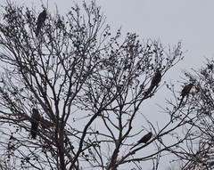 Platycercus elegans melanopterus