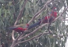 Platycercus elegans melanopterus