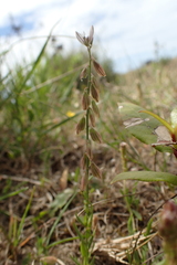 Polygala monspeliaca