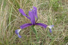 Iris reichenbachiana