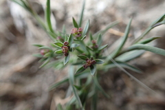 Bupleurum semicompositum