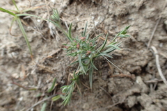Bupleurum semicompositum