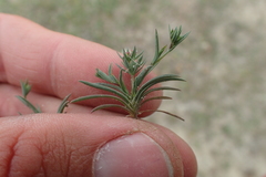 Bupleurum semicompositum