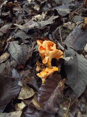 Fungi