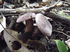 Fungi