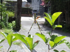 Trichonephila clavata