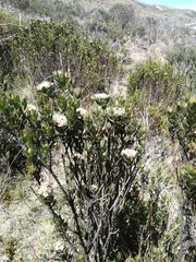 Pentacalia