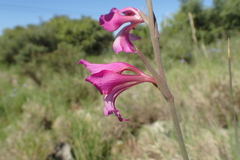 Gladiolus
