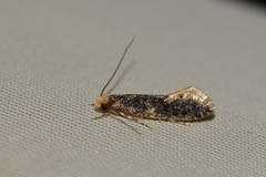 Monopis weaverella