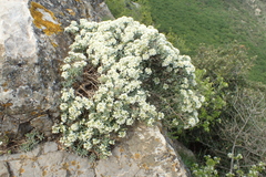 Hormathophylla spinosa