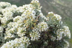 Hormathophylla spinosa