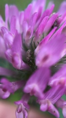 Ceutorhynchus typhae