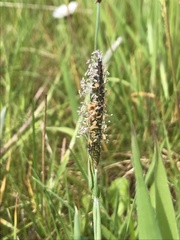 Alopecurus geniculatus