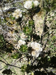 Pentacalia