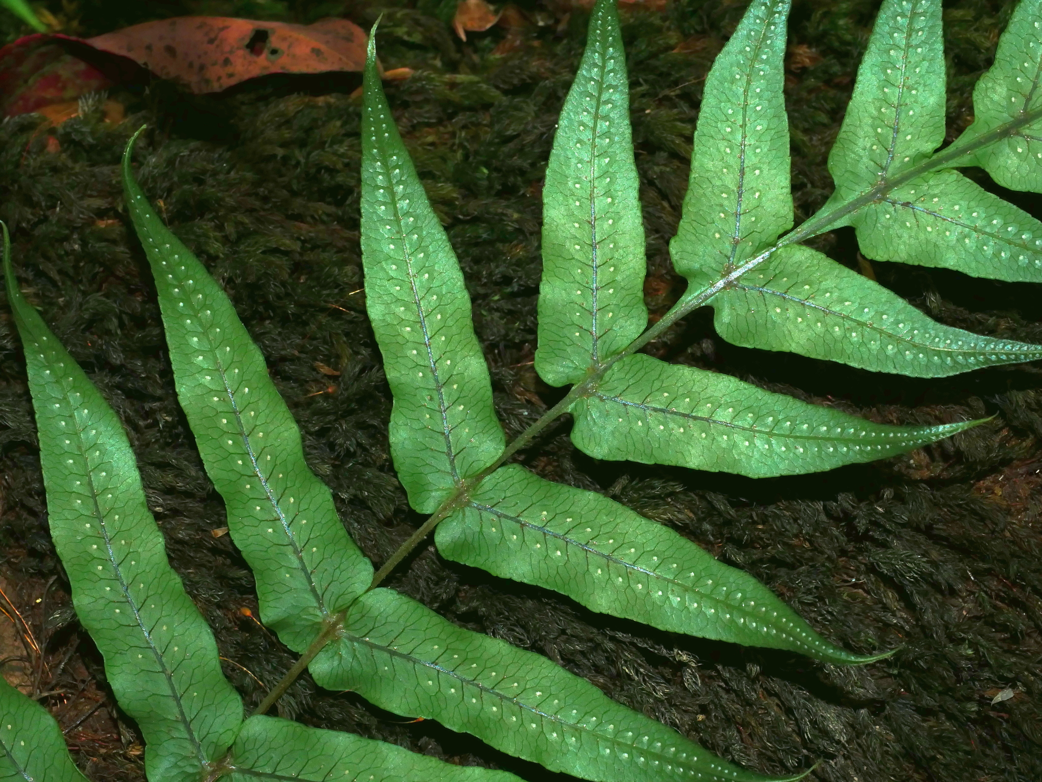 Genus Goniophlebium · iNaturalist