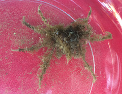 Pyromaia tuberculata