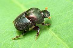 Onthophagus rectecornutus