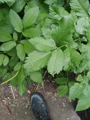 Chaerophyllum aromaticum