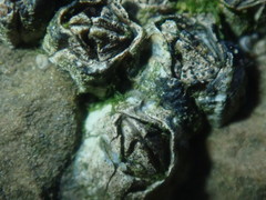 Austrominius modestus