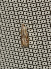 Bucculatrix bechsteinella