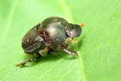 Onthophagus rectecornutus