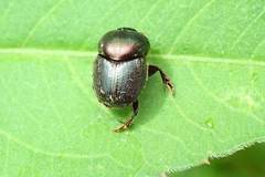 Onthophagus rectecornutus