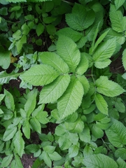 Chaerophyllum aromaticum