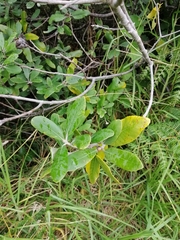 Pittosporum huttonianum
