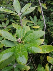 Pittosporum huttonianum