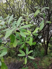 Pittosporum huttonianum