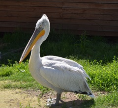 Pelecanus crispus