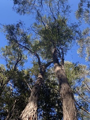 Eucalyptus globoidea