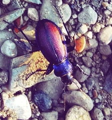 Carabus schoenherri