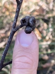 Eucalyptus globoidea