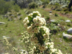 Baccharis patagonica