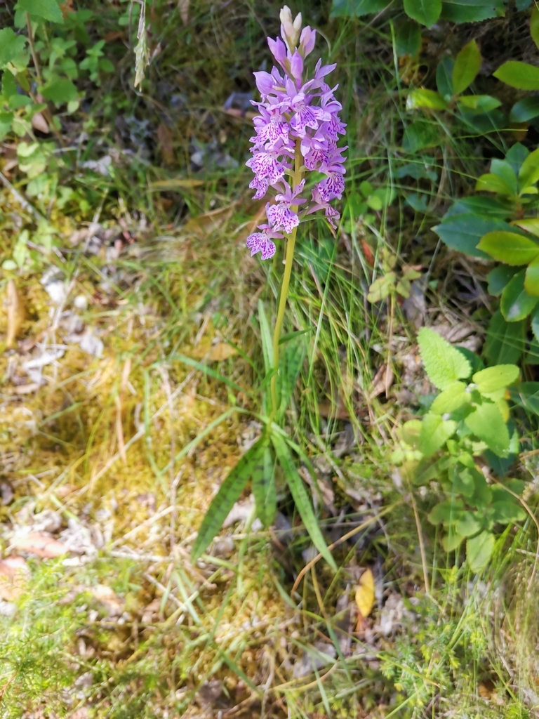 Dactylorhiza gervasiana
