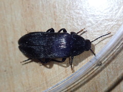 Melandrya caraboides